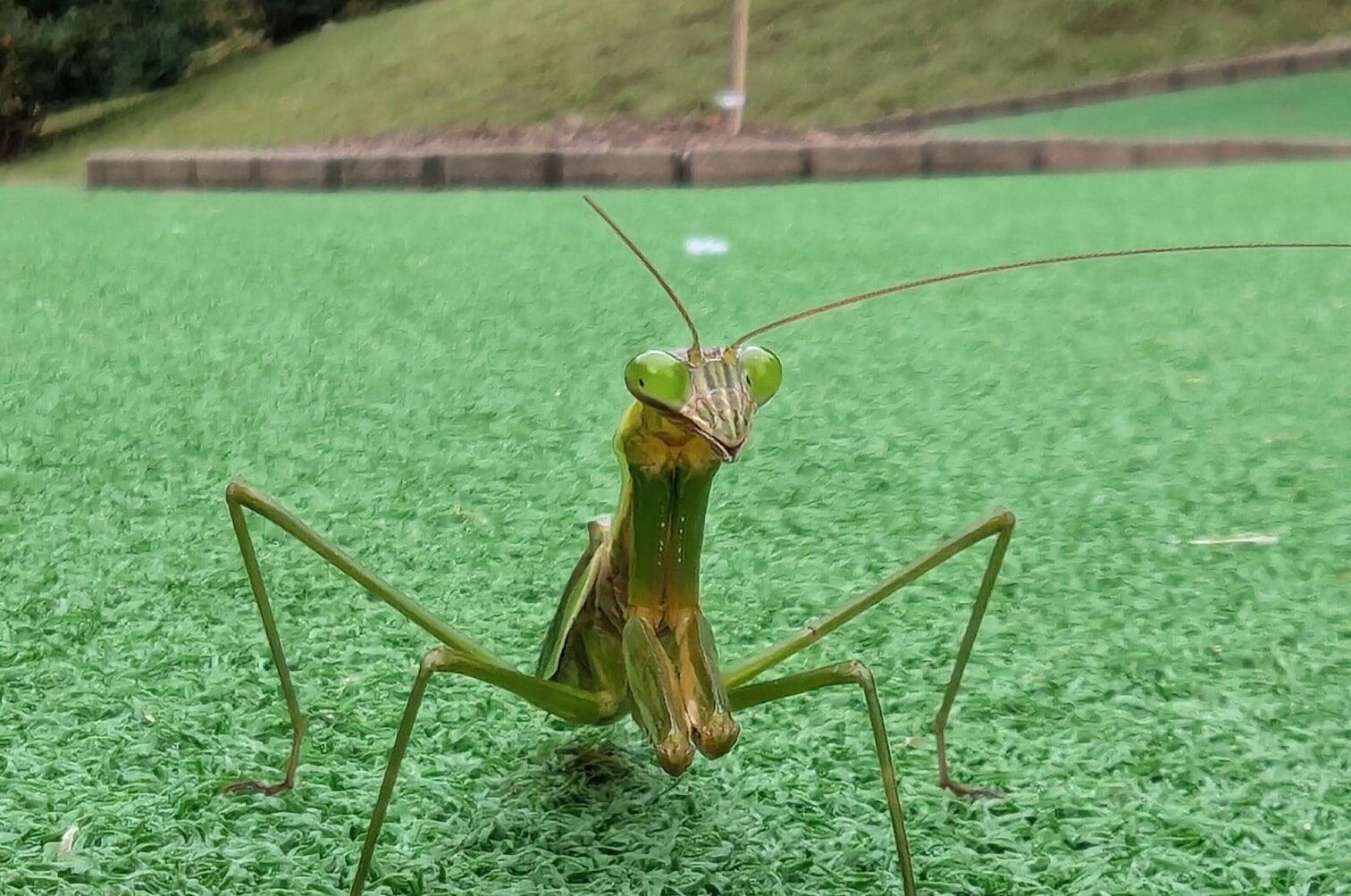 praying mantis on mini golf green