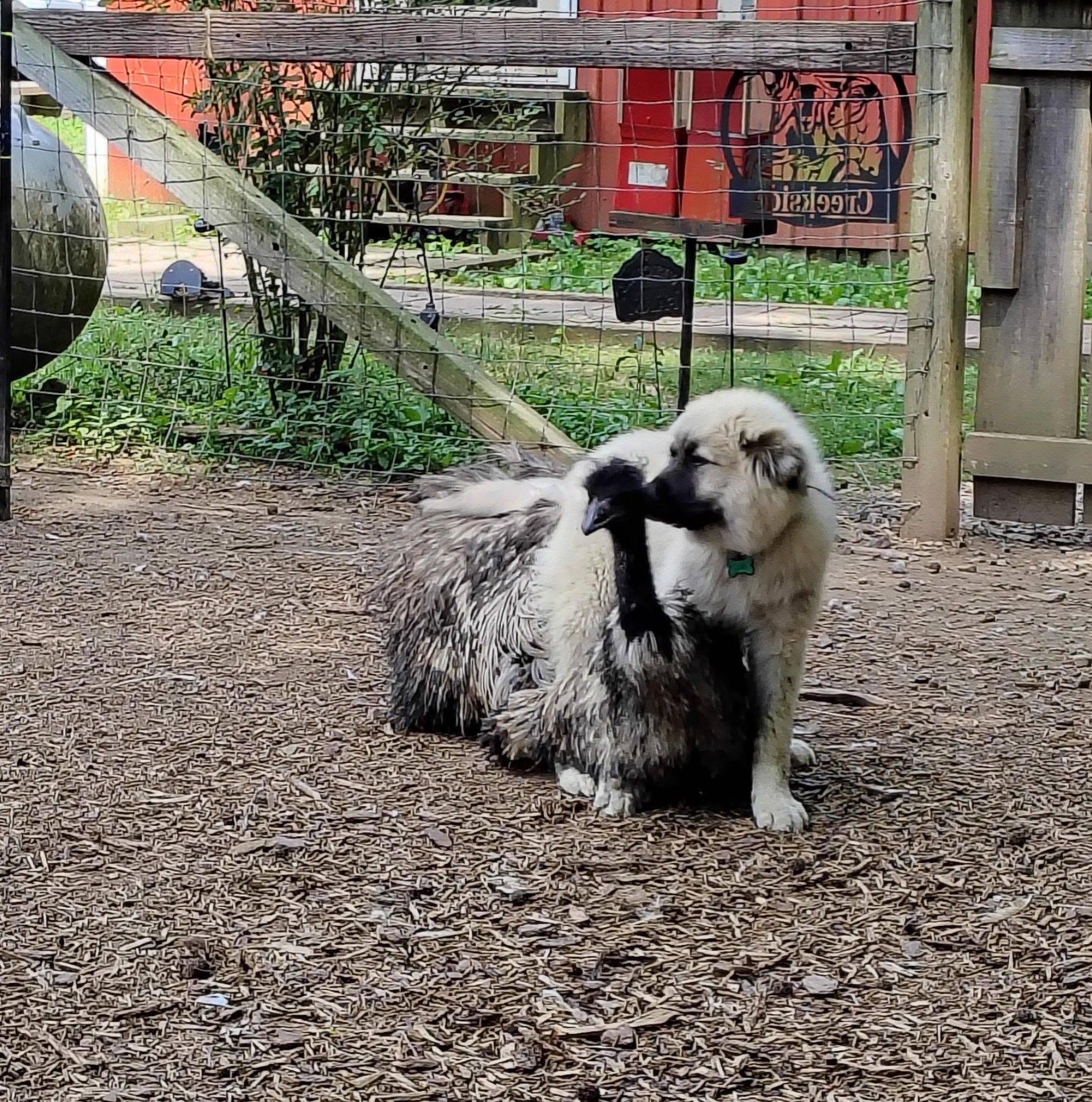 creekside petting zoo